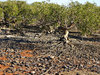 mangrove growth
