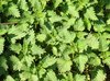 burning nettles texture