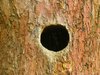 woodpecker's cave