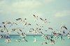 Seagulls
