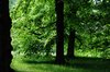 forrest