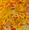 Fractal Fire