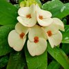 Flowers in square format