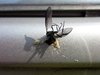 Dead fly.