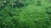 Jungle 2