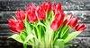 Tulips bunch