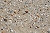 Shells