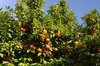 Seville oranges