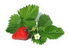 sweet strawberries