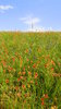 Texas Prairie