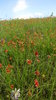 Texas Prairie
