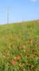 Texas Prairie
