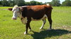 Cattle Ranch, Teague, TX