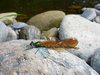 Damselfly