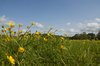 Sunshine And Buttercups