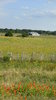 Texas Prairie
