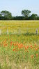 Texas Prairie