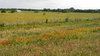 Texas Prairie