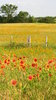 Texas Prairie