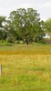 Texas Prairie
