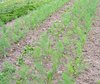 organic fennel field 2