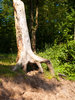 Dead Tree