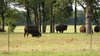 Bison