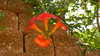 Trumpet Vine