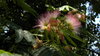 Blooming trees