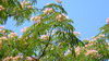 Blooming trees