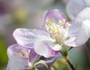 Spring Blosom