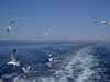 Sea and sea-gulls 1