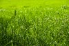Fresh Meadow Grass