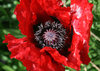 Big poppy