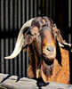Billygoat gruff 2