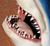 a mouthful 1