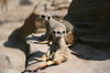 Meerkat