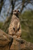 Meerkat
