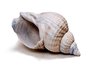 Seashell
