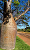 bottle tree verge