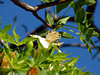 Boab bloom & nuts