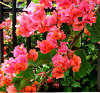 bougainvillea dark pink