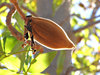 Boab bloom & nuts