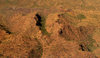 dry brown land