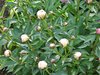 bush of peony plants 2