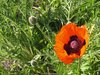 bright papaver plant