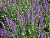 sage - salvia nemorosa