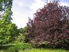 big red summer tree