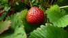 Rich Red Strawberries