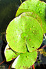 lilypad water drops